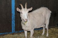 IMG_2765 (800 x 533)