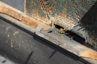 IMG_2779 (800 x 533)