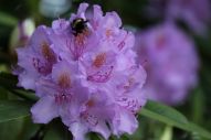 IMG_2783 (800 x 533)