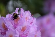 IMG_2784 (800 x 533)