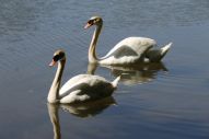 IMG_2798 (800 x 533)