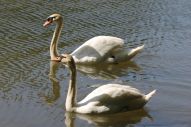 IMG_2799 (800 x 533)